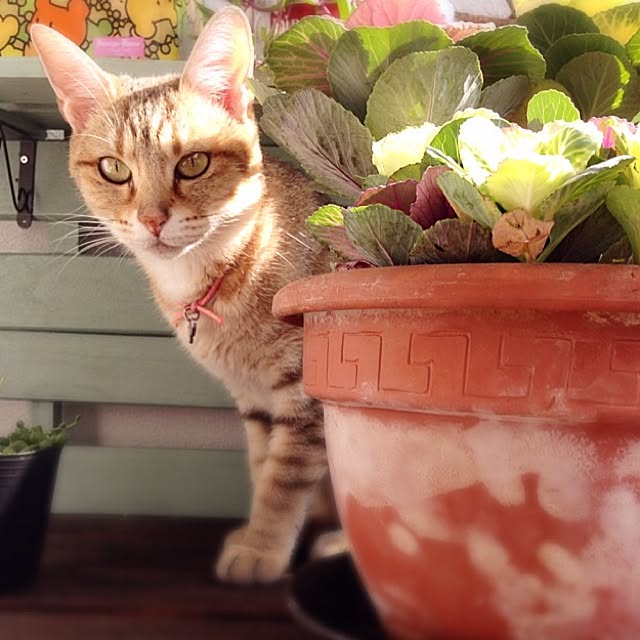 1633さんの実例写真