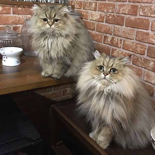 butachanさんの実例写真