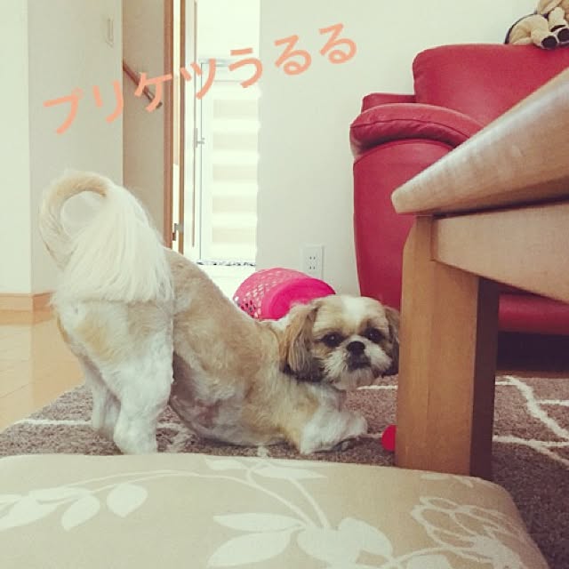 ululuさんの実例写真