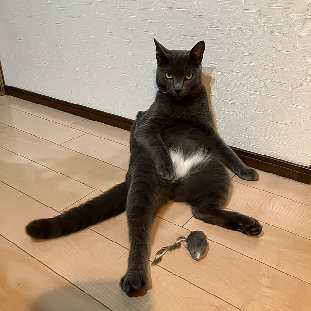 nekoさんの実例写真