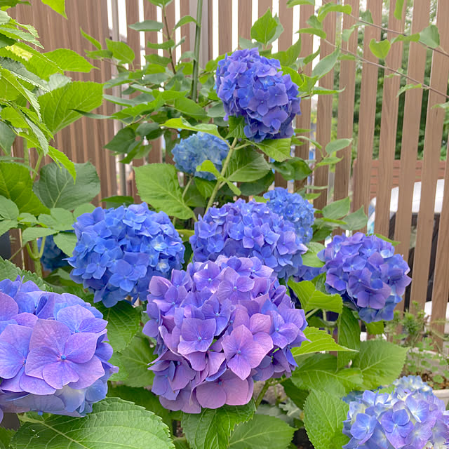 bestwishes.ryokoさんの部屋