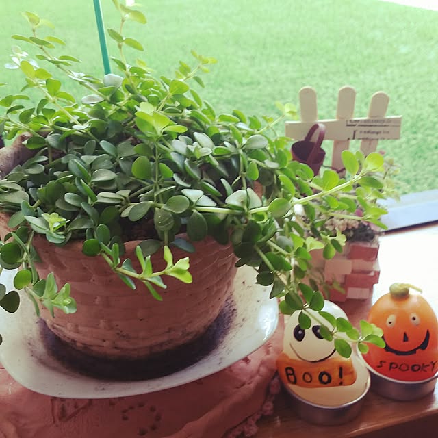 ranaさんの実例写真