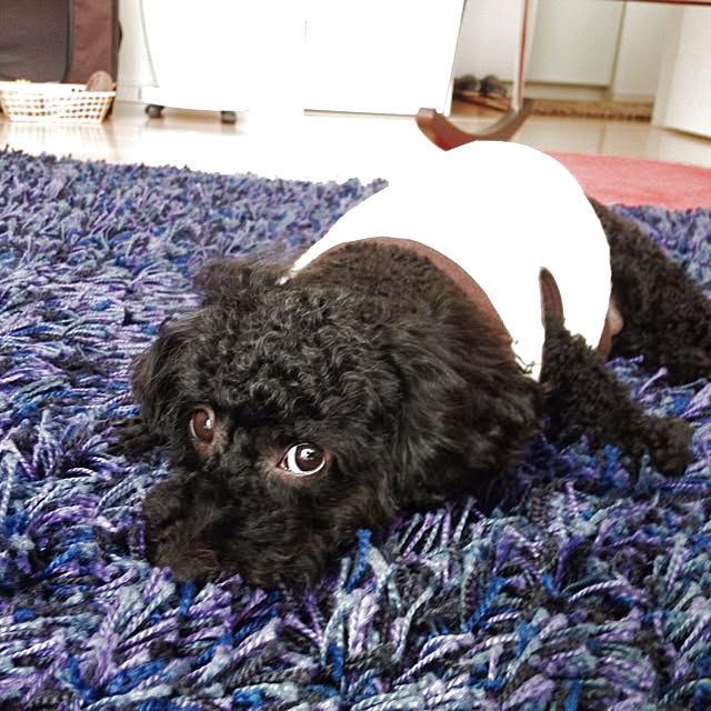 dicekbeetleさんの実例写真