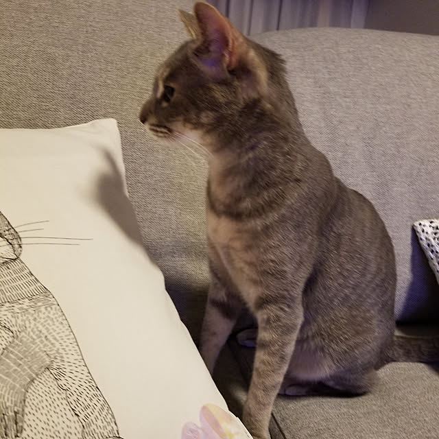 yukiさんの実例写真