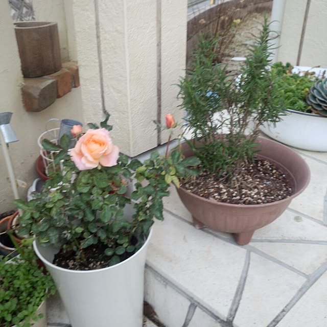 玄関/入り口/植物/観葉植物/多肉植物/ドライフラワーのインテリア実例 - 2014-12-12 07:28:21