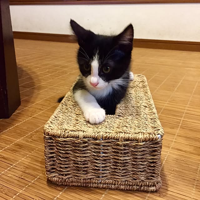 butachanさんの実例写真