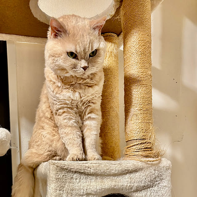 naokoさんの実例写真