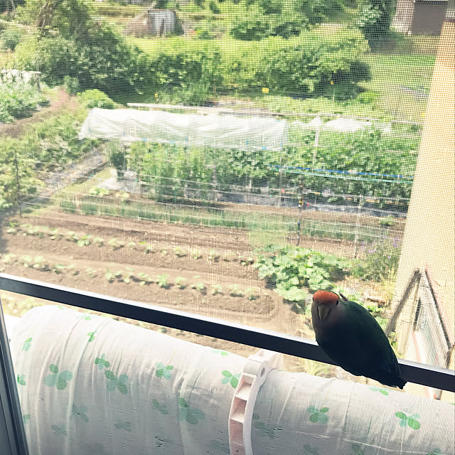 aoinokimiさんの実例写真