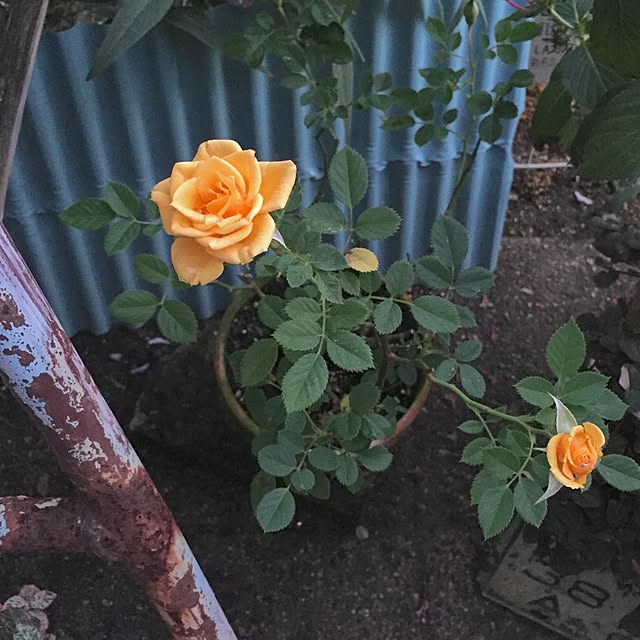 bibianさんの実例写真