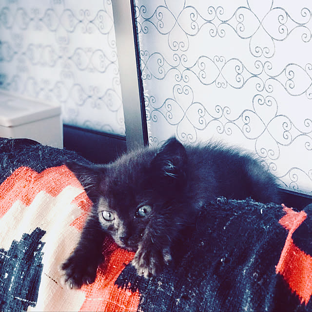 maroさんの実例写真