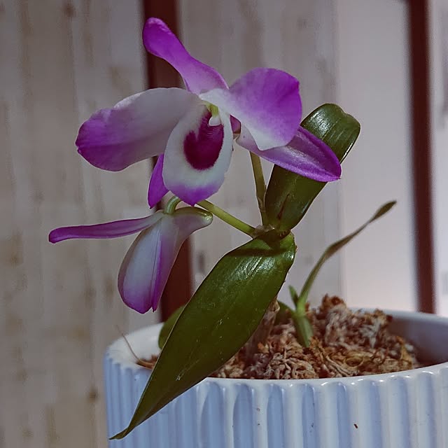 taeko0779さんの実例写真