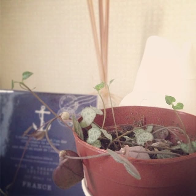 Nanaさんの実例写真
