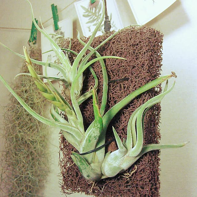 Plantexhibitionhallさんの実例写真