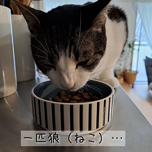 kankanmom_horn_5catsさんの部屋