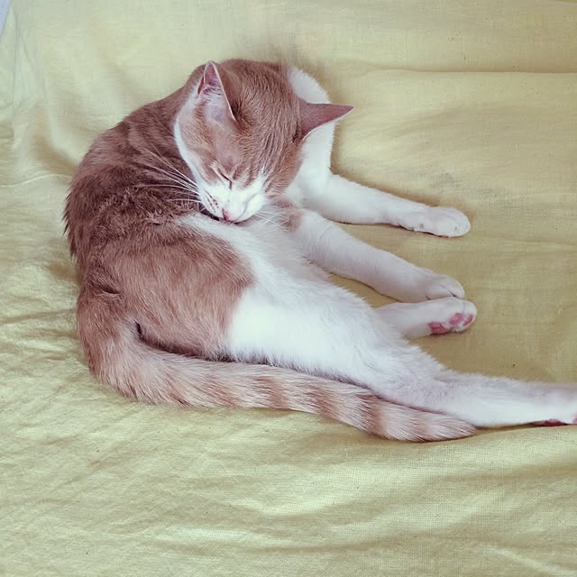 ayakoさんの実例写真