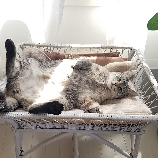 neoさんの実例写真