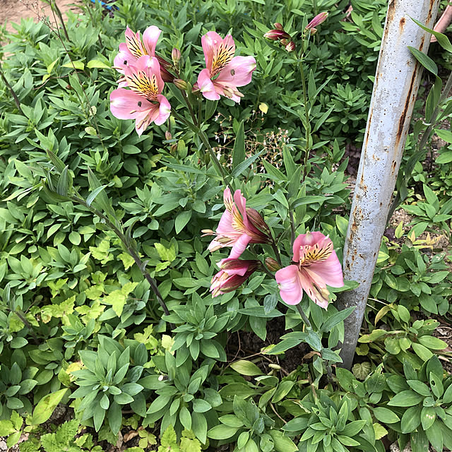 sakakenさんの実例写真