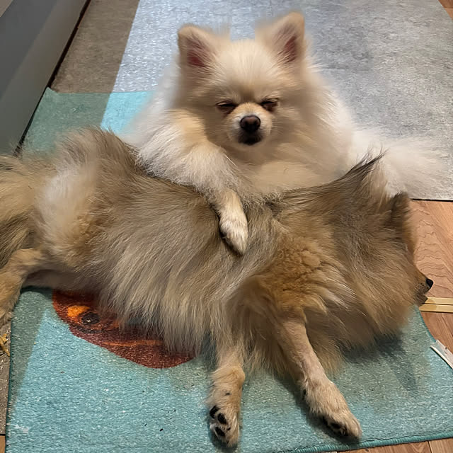 uninekoさんの部屋