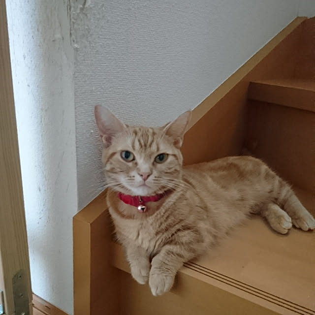 shinobuさんの実例写真