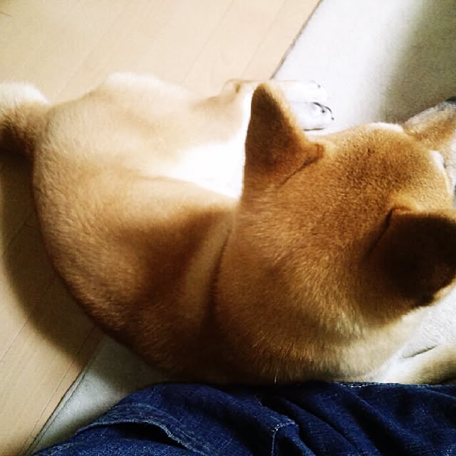kotaさんの実例写真