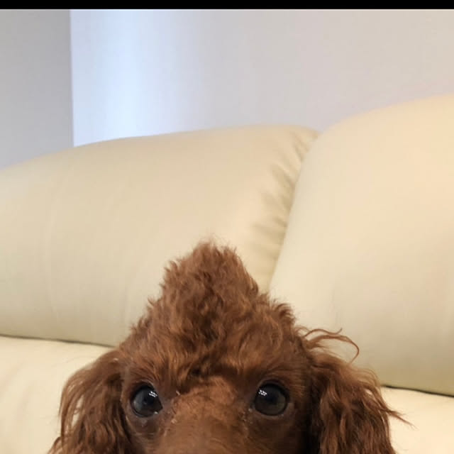 monokoさんの部屋