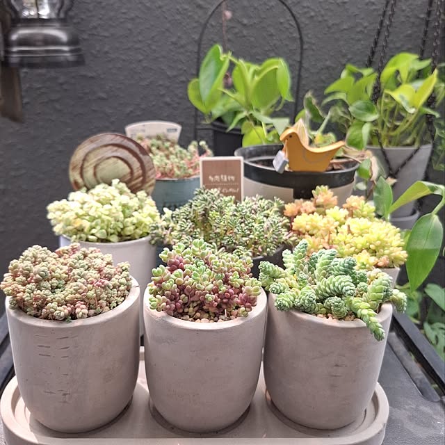 noaさんの実例写真