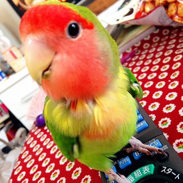 ozakiさんの実例写真
