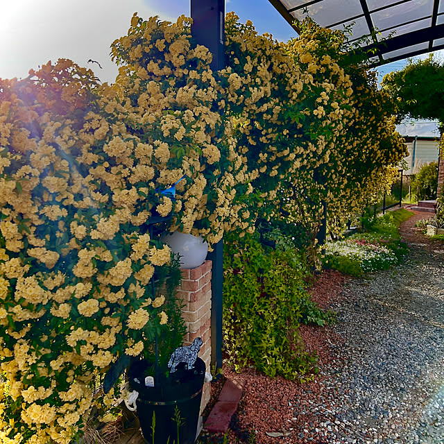 黄色の花/黄色の壁/フェンス/フェンスに誘引/モッコウバラ満開...などのインテリア実例 - 2025-05-10 18:34:26