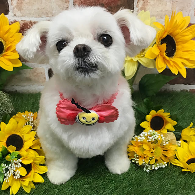 moco.nさんの実例写真
