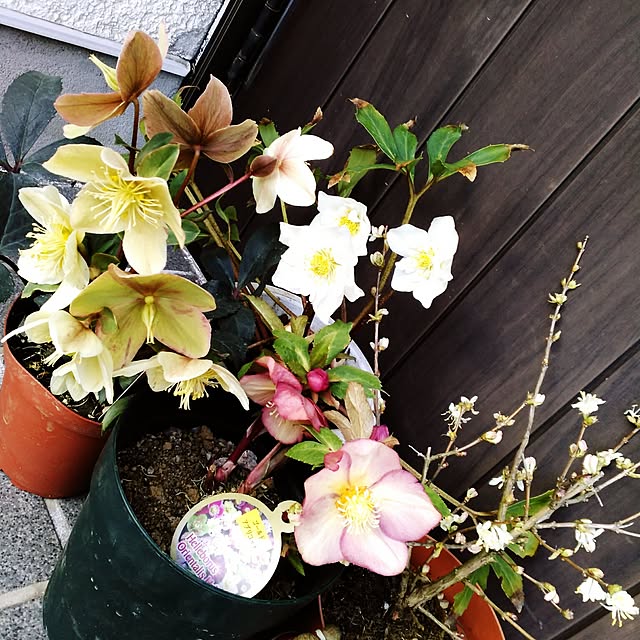 shoko0420さんの実例写真