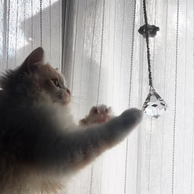 yuuchoさんの実例写真