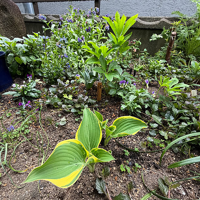 buchiさんの部屋