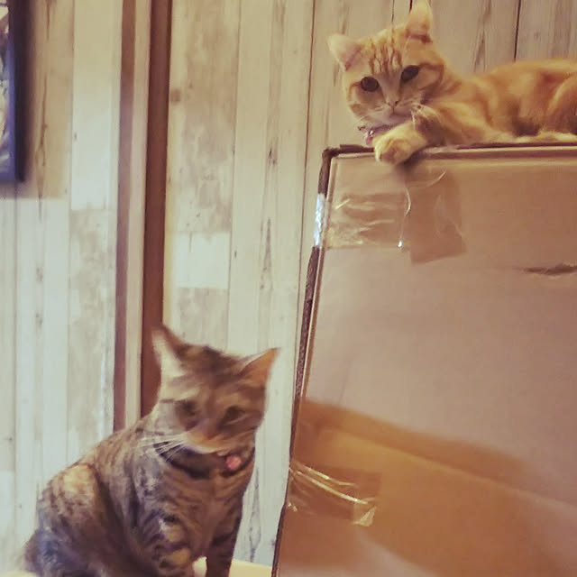 runaさんの実例写真