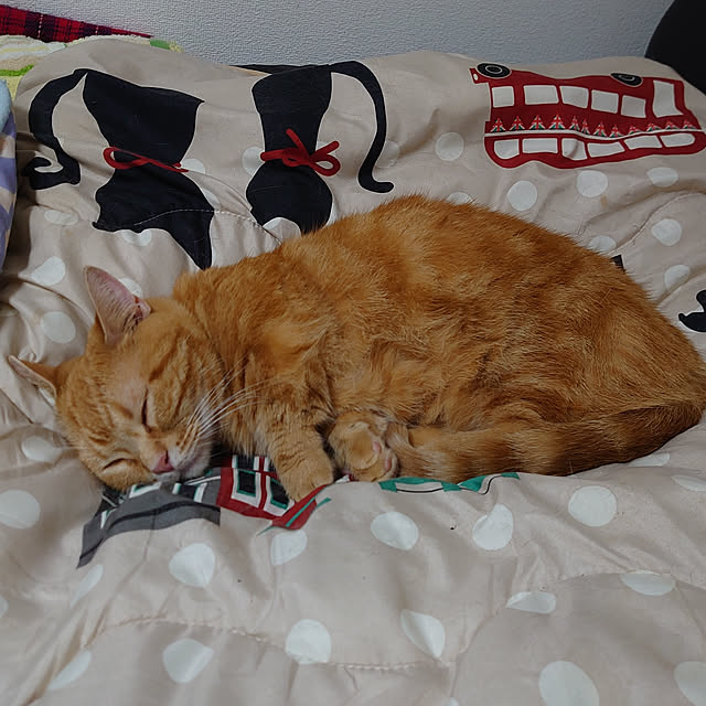 shinobuさんの実例写真