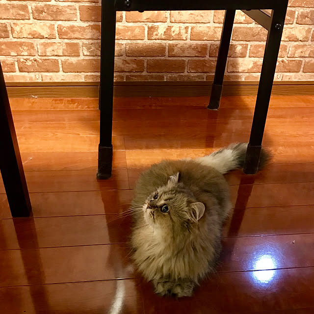 butachanさんの実例写真