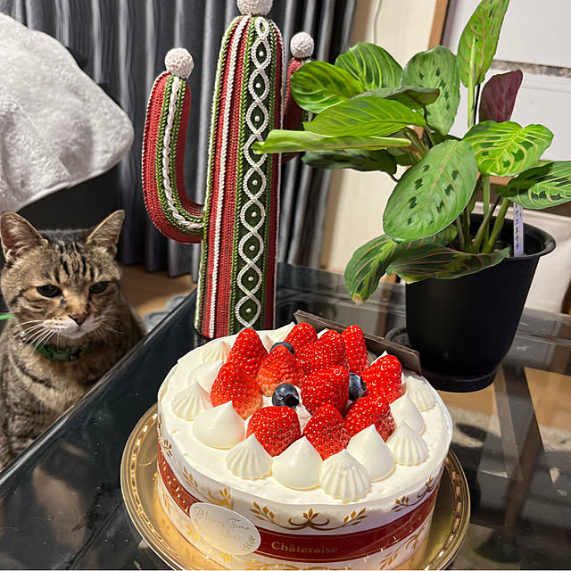 yukarin-gardenさんの実例写真
