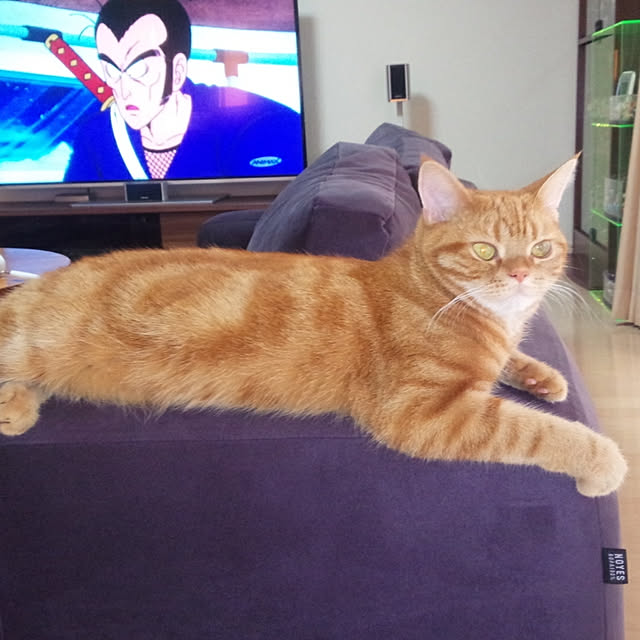 nekomajinさんの実例写真