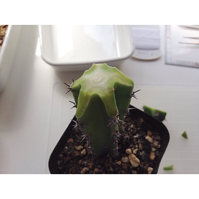 Atsushiさんの実例写真