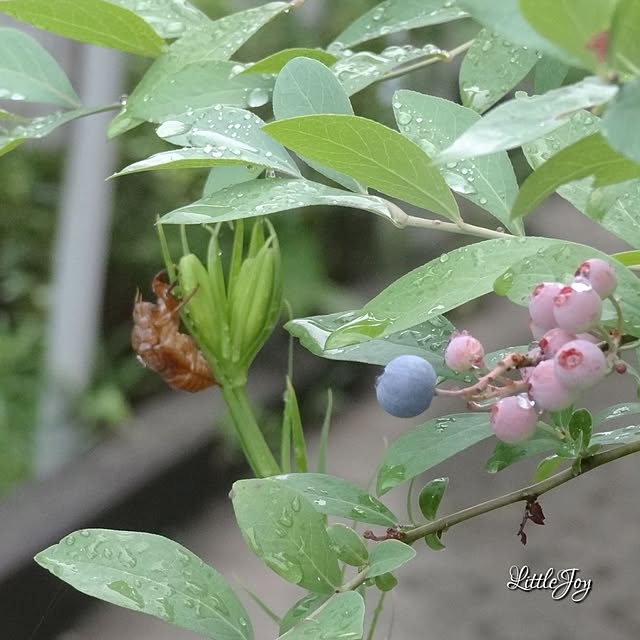 littlejoyさんの実例写真
