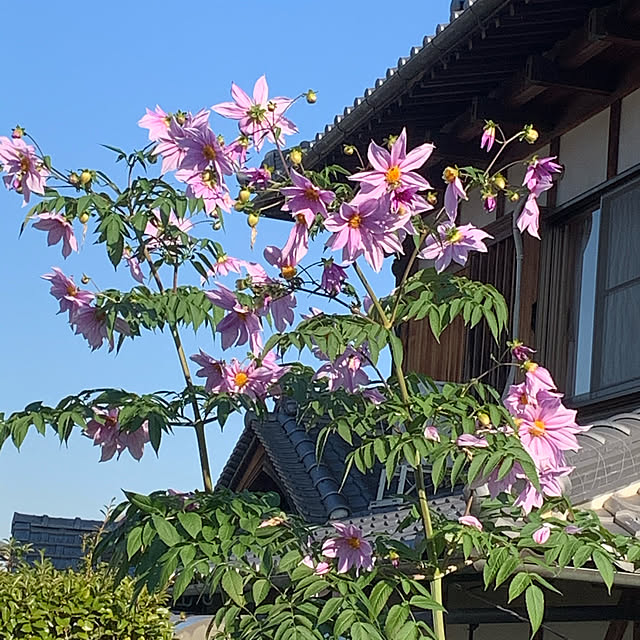 Yuki1120さんの実例写真