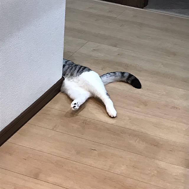 Dahliaさんの実例写真