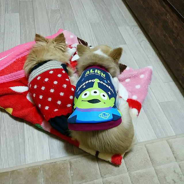 sasukeさんの実例写真