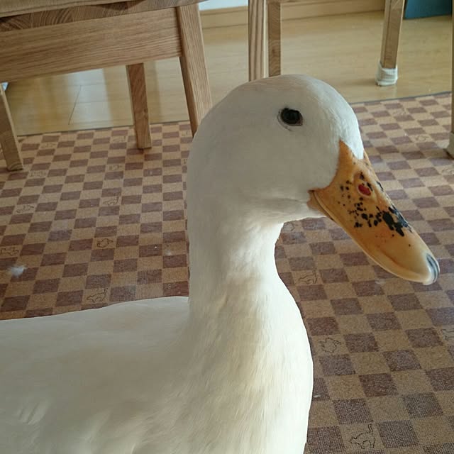 akkoさんの実例写真