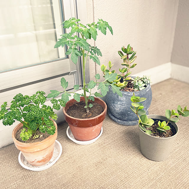 観葉植物/ナチュラル/玄関/入り口のインテリア実例 - 2020-05-06 15:01:15