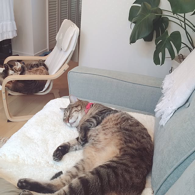 lovecatさんの実例写真