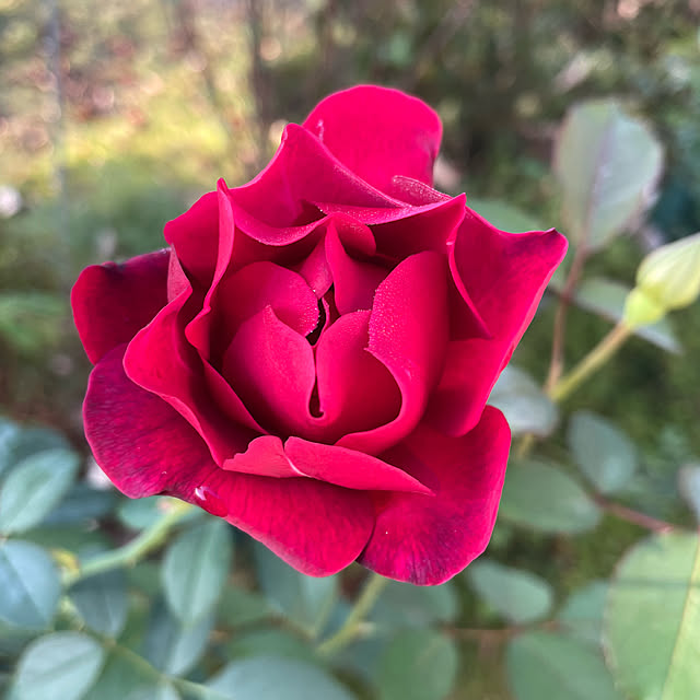 natsumiさんの実例写真