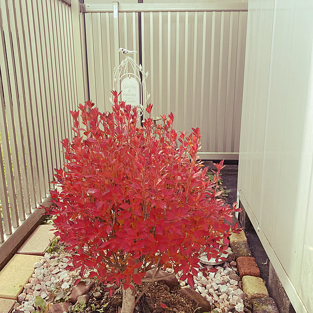 akokiさんの実例写真