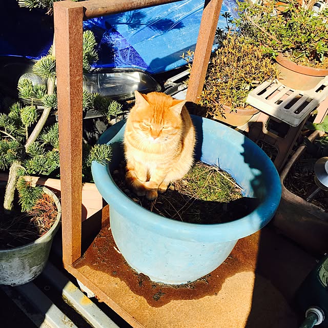 sa1815さんの実例写真