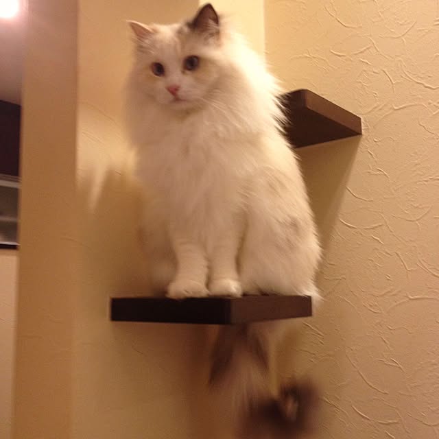 Yukieさんの実例写真