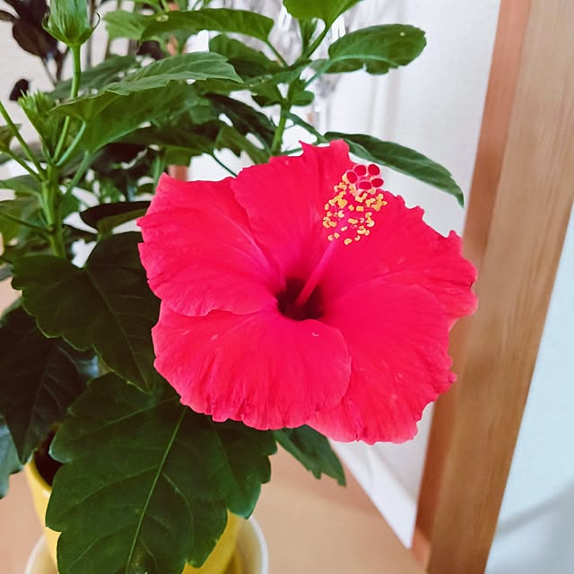 hanachanさんの部屋